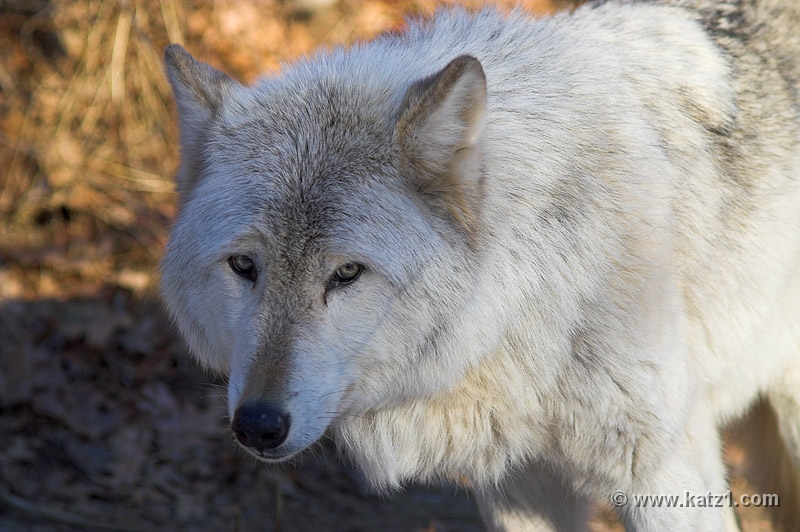 Arctic Wolf 031